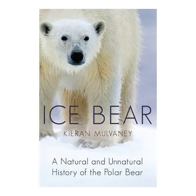 Ice Bear