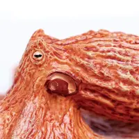Figurina - Caracatita din Pacific