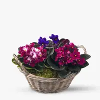 Aranjament floral cu Violete Saint Paulia