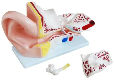 Set educațional Gelsonlab - Model de ureche, 4 piese