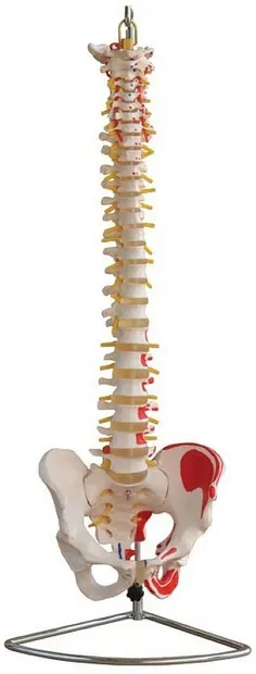 Set educațional Gelsonlab - Modelul coloanei vertebrale
