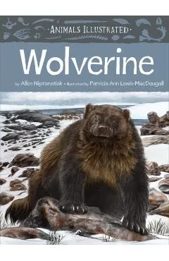 Animals Illustrated: Wolverine