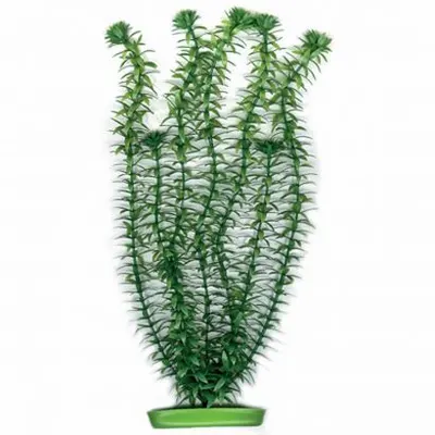 Planta Marina Anacharis - 37,5 Cm Pp1503