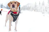 Protectie ham Ruffwear, gri twilight, constructie pe trei straturi, dimensiuni XS (43-56 cm)
