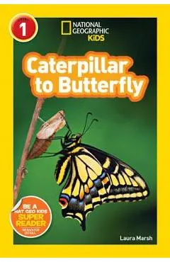 Caterpillar to Butterfly