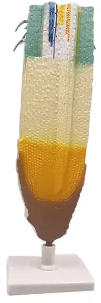 Set educațional Gelsonlab - Model de rădăcină