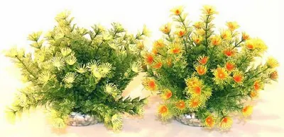Sydeco Planta Marina Bowl 21cm 610