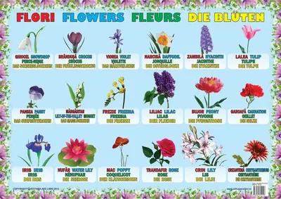 Planșă - Flori - Hardcover