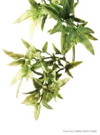 Exo Terra Planta Croton Large 70cm PT3020