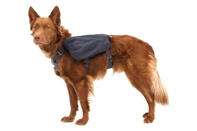 Rucsac caini Front Range Day Pack Ruffwear, gri, cu 5 puncte de ajustare, elemente reflectorizante, marime M