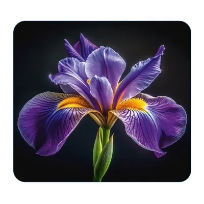 Protecție pentru peretele de la aragaz din sticlă temperată 50x56 cm Iris – Wenko