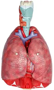 Set educațional Gelsonlab - Model de piept, 7 piese