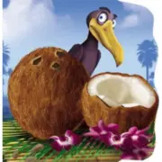 Nuca de cocos. Primii pasi
