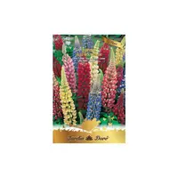 Set 4 x Seminte Flori Lupin, Amestec Multicolor, Raci Sementi