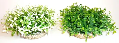 Sydeco Plante Water Bowl Maxi 10cm 135