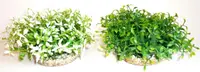 Sydeco Plante Water Bowl Maxi 10cm 135