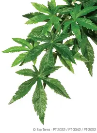 Exo Terra Plante Abutilon S PT3032