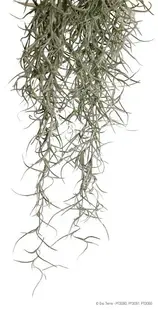Exo Terra Planta Spanish Moss Mare