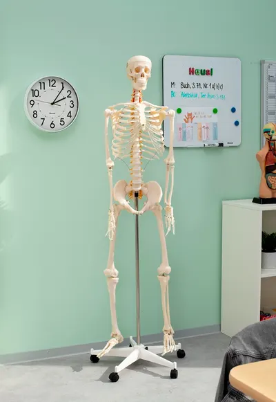 Schelet uman în mărime naturală