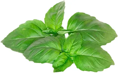 Semințe Click and Grow - Marseille basil, 3 rezerve