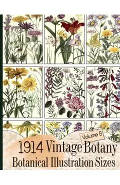 1914 Vintage Botany Botanical Illustration Sizes