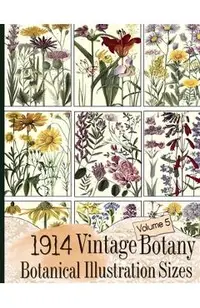 1914 Vintage Botany Botanical Illustration Sizes