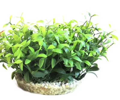 Sydeco Planta Water Bowl Maxi 10 cm 350135