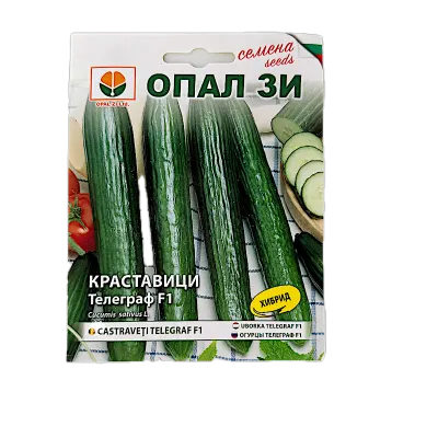 Seminte castraveti Telegraf F1 1 gr, OpalZi Bulgaria - Default Title