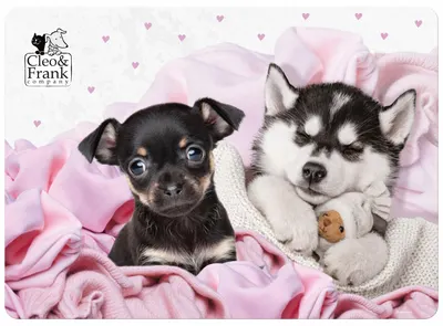 Covoraș de birou Derform Cleo&Frank 38 - Dogs, laminat