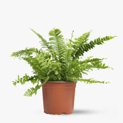 Feriga- Plante de apartament