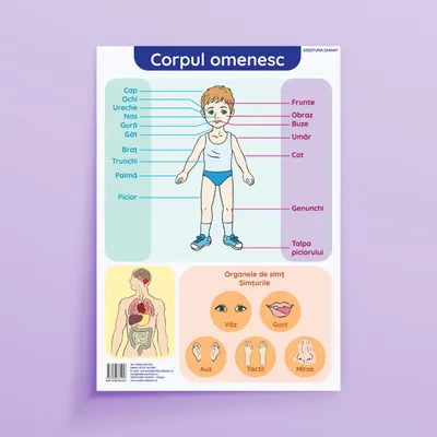 Corpul omenesc