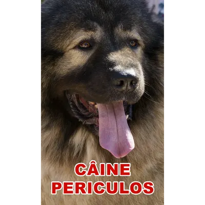 Indicator caine periculos Ciobanesc Caucazian