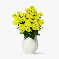 Buchet de 7 crizanteme galbene