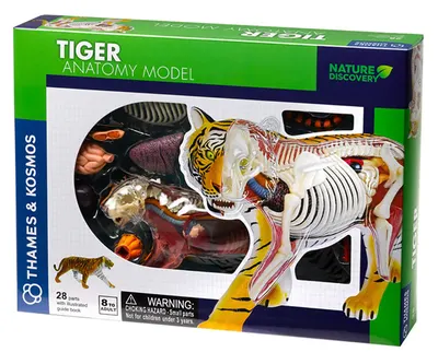 Set pentru copii Kosmos - Anatomia tigrului