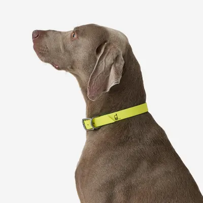 Zgardă câine 500 Galben Fluo