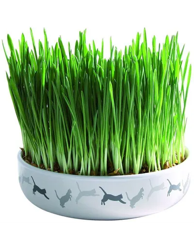 TRIXIE Bol Ceramic 15 x 4 cm iarba mâței pentru pisici