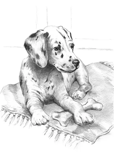 Set de desen cu creioane Royal - Dalmatian, grafica, 20 x 25 cm