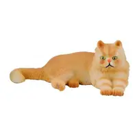 Pisica persana - Collecta