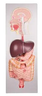 Sistemul Digestiv