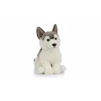 Catelus de plus husky