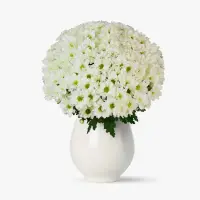 Buchet de 35 crizanteme albe