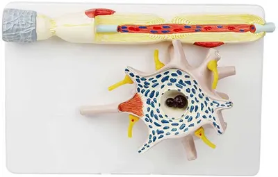 Set educațional Gelsonlab - Model de neuron