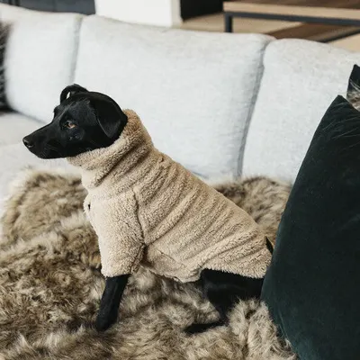 Pulover câini Kentucky Teddy Fleece