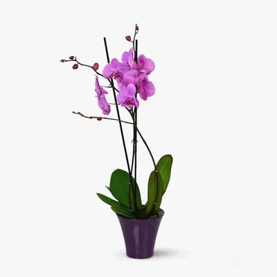 Orhidee phalaenopsis mov - Plante de apartament