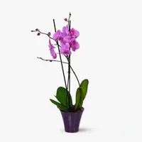 Orhidee phalaenopsis mov - Plante de apartament
