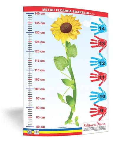 Metru floarea-soarelui 1,4 metri - planșă 50x70