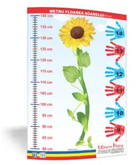 Metru floarea-soarelui 1,4 metri - planșă 50x70