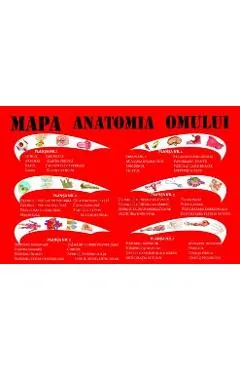 Mapa anatomia omului
