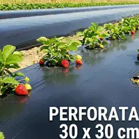 Folie de mulcire 1,2 m, 30 microni - neagră, perforată, rolă 1000 m