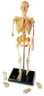 Set educațional Learning Resources - Model de schelet uman, 23 cm